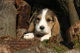 PTIT BASSET GRIFFON V.  069